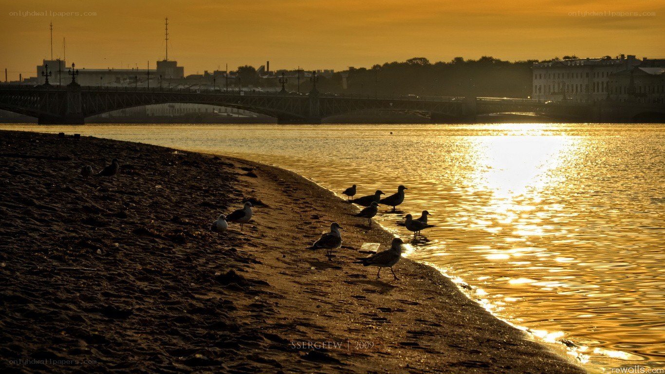 Seagulls at sunset by the river