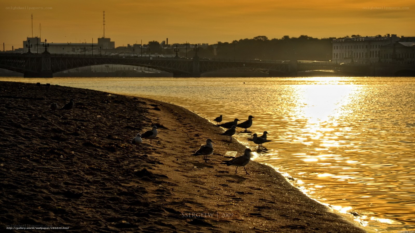 Seagulls at sunset by the river