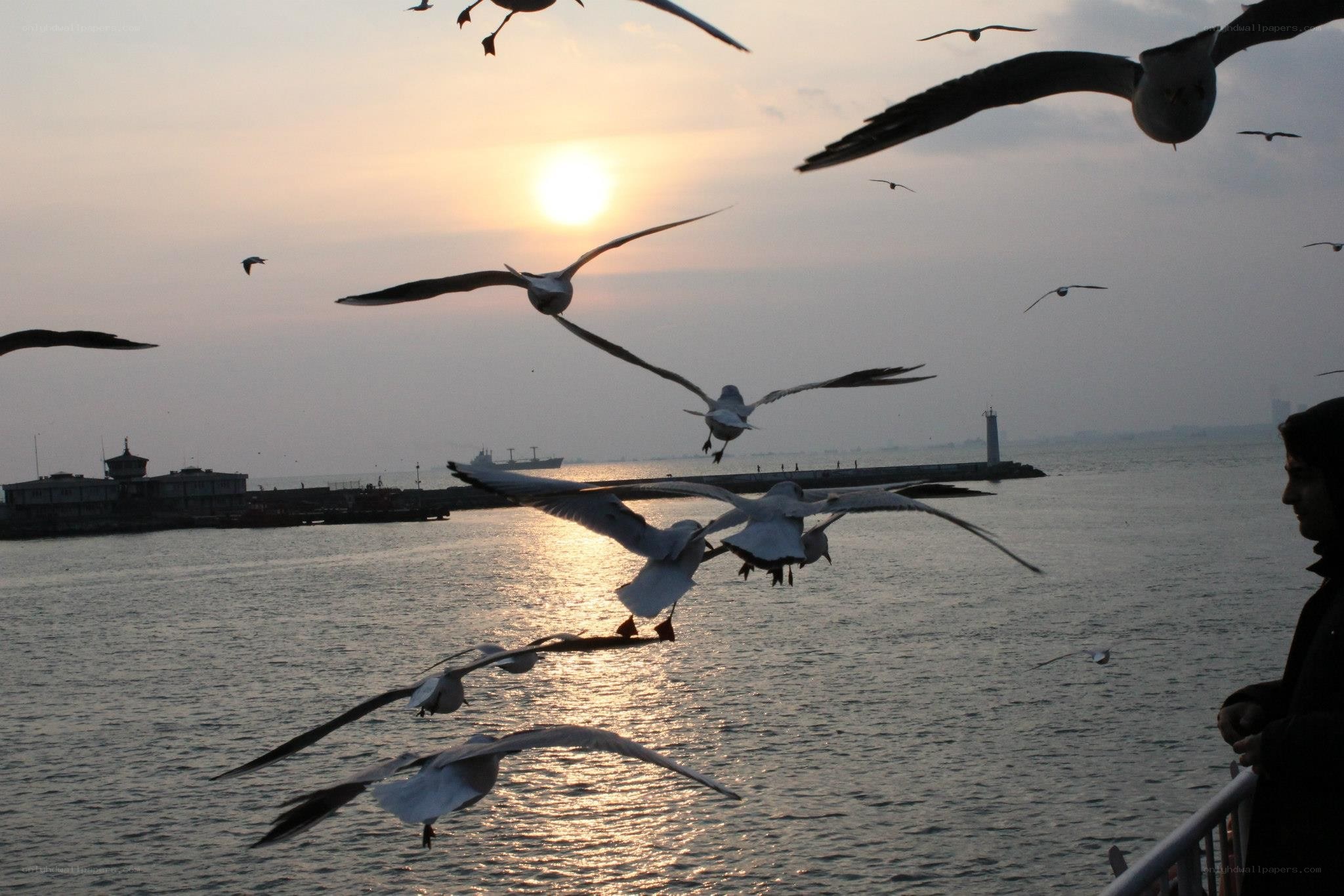 Seagulls at sunset by the sea