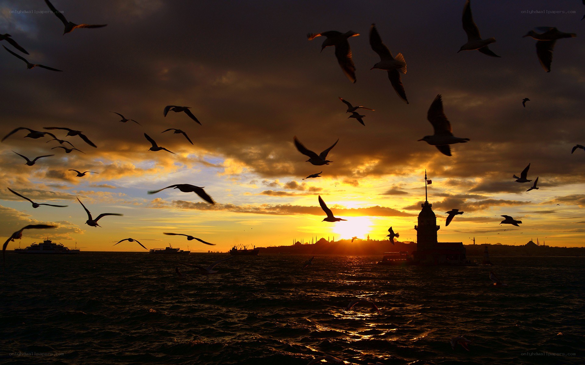 Seagulls at sunset by the tower