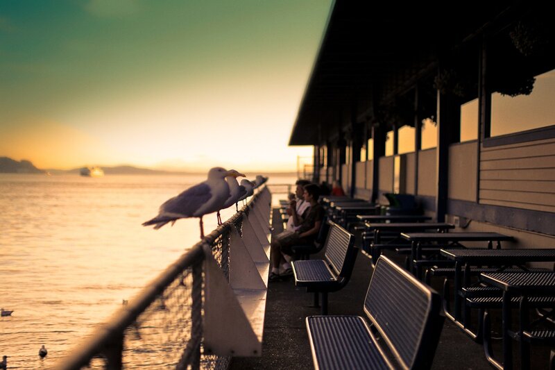 Seagulls at sunset by the water