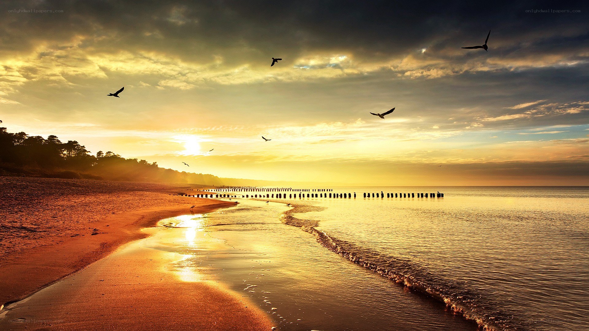 Seagulls at sunset on a beach