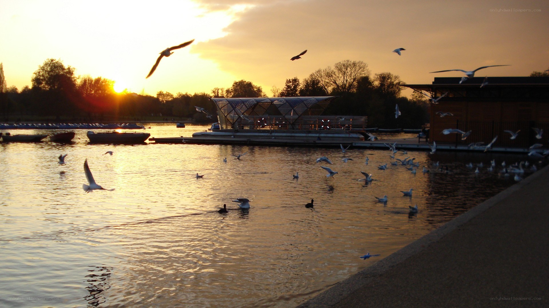 Seagulls at sunset on a lake