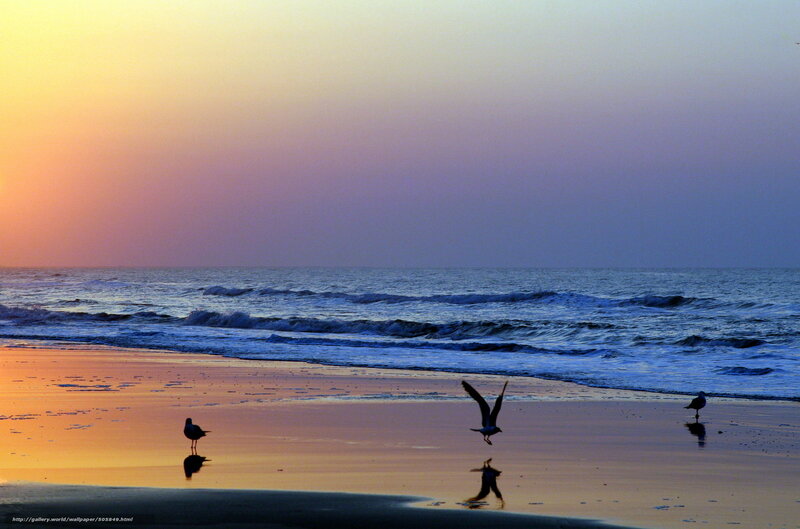 Seagulls at sunset on the beach