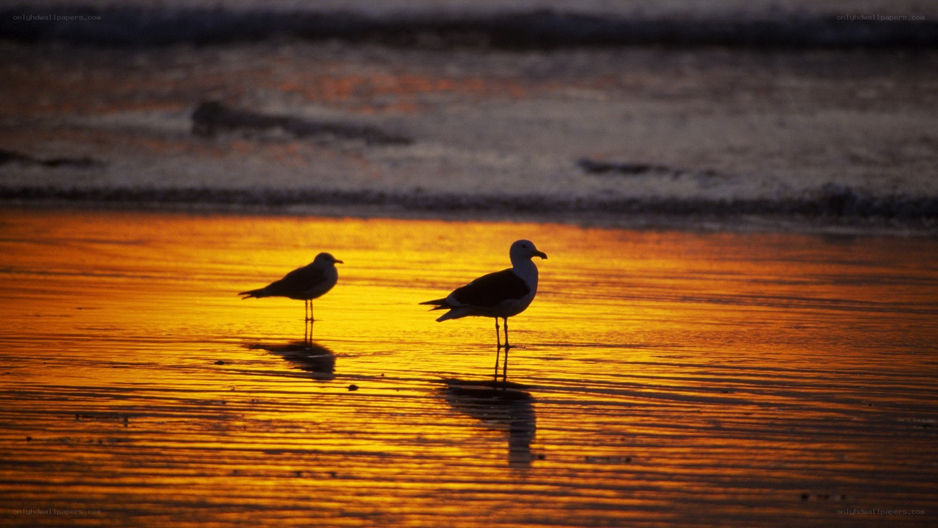 Seagulls at sunset on the beach
