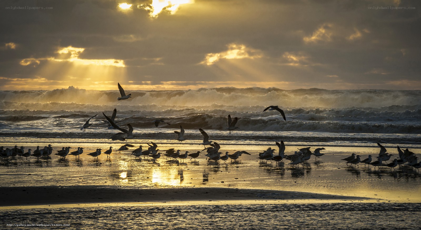 Seagulls at Sunset on the Beach