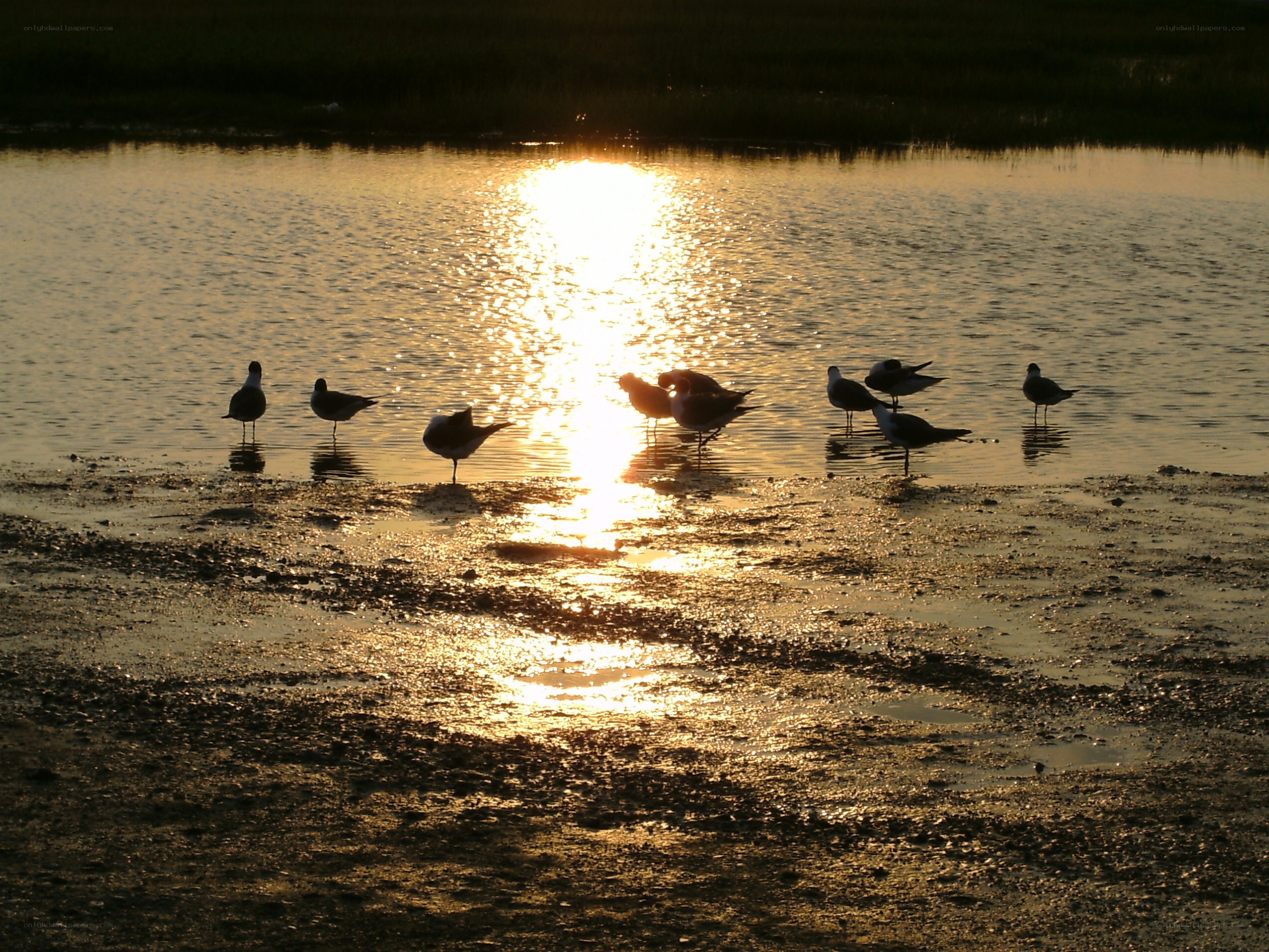 Seagulls at sunset on the shore