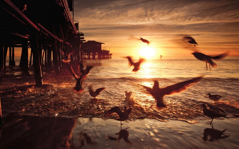 Seagulls at Sunset — Orange, Dramatic, Photograph, Pier, Ocean