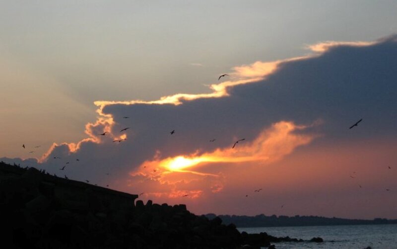 Seagulls at Sunset — Orange, Dramatic