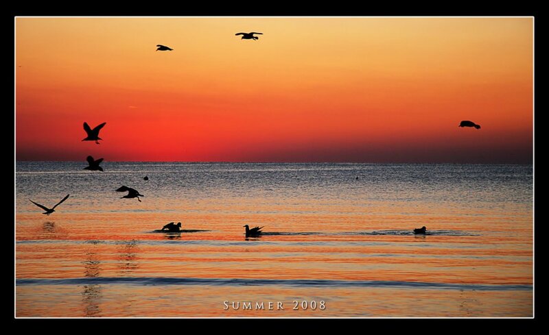 Seagulls at Sunset — Orange, Serene, Photograph, Birds