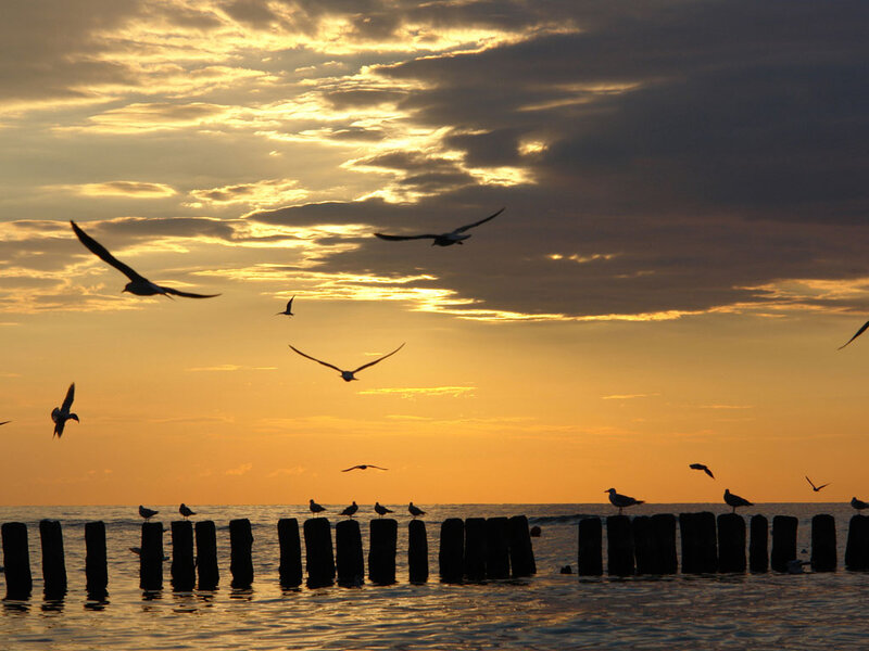 Seagulls at Sunset — Orange, Serene, Photograph