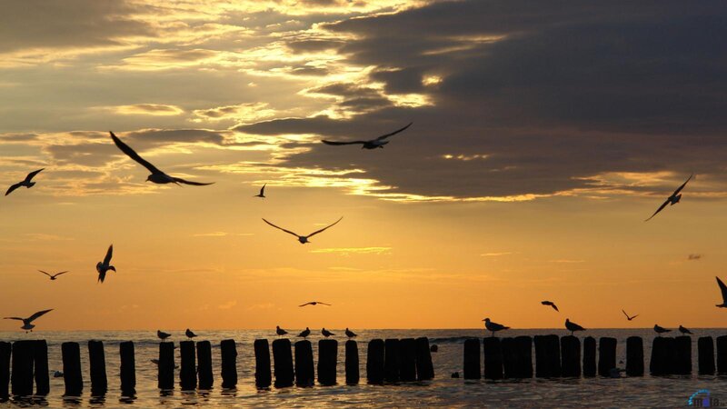 Seagulls at Sunset — Orange, Serene