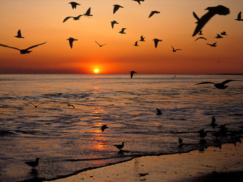 Seagulls at Sunset — Orange