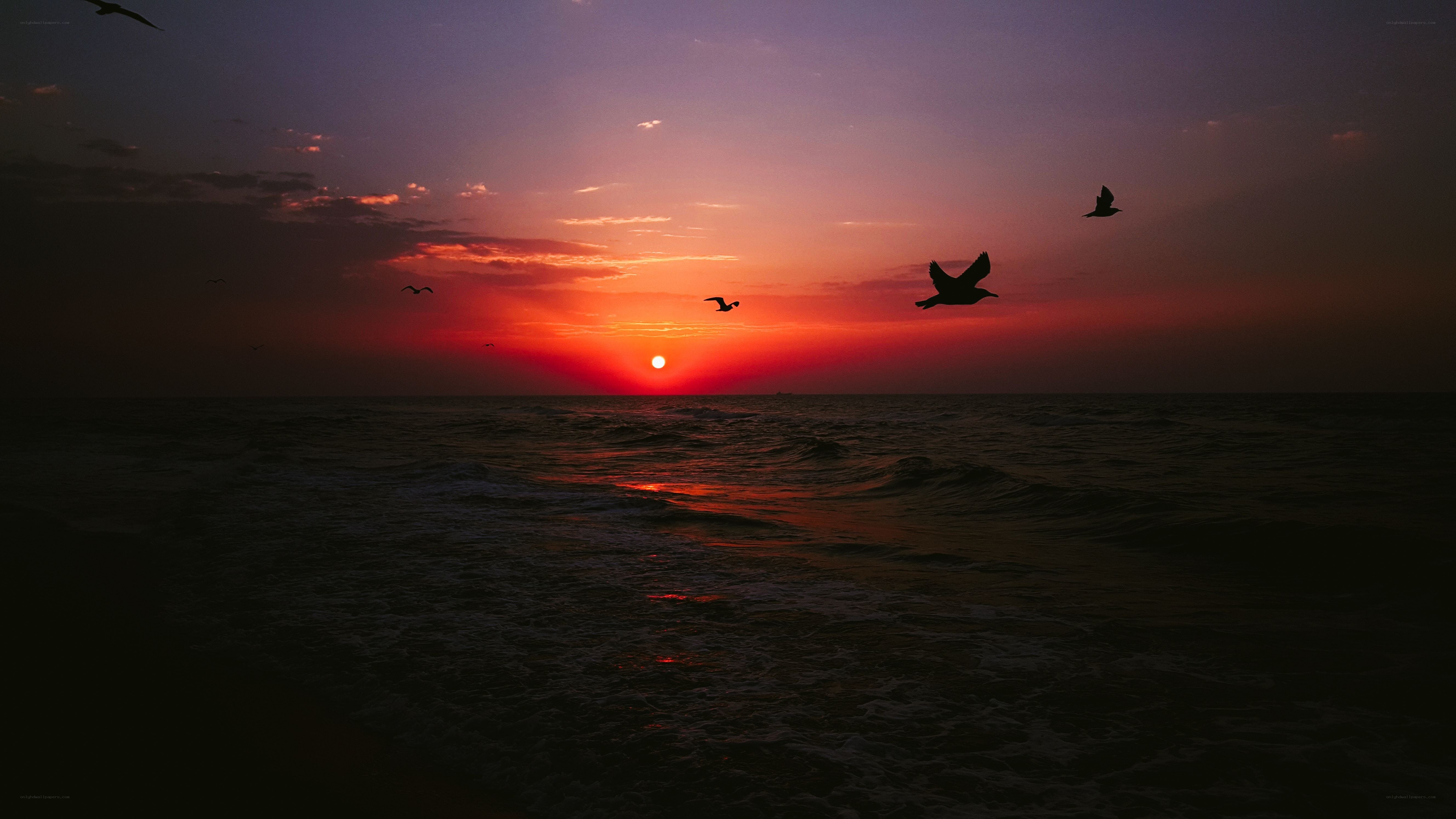 Seagulls at sunset over ocean