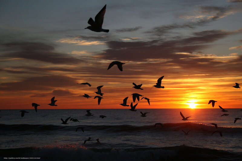 Seagulls at sunset over ocean