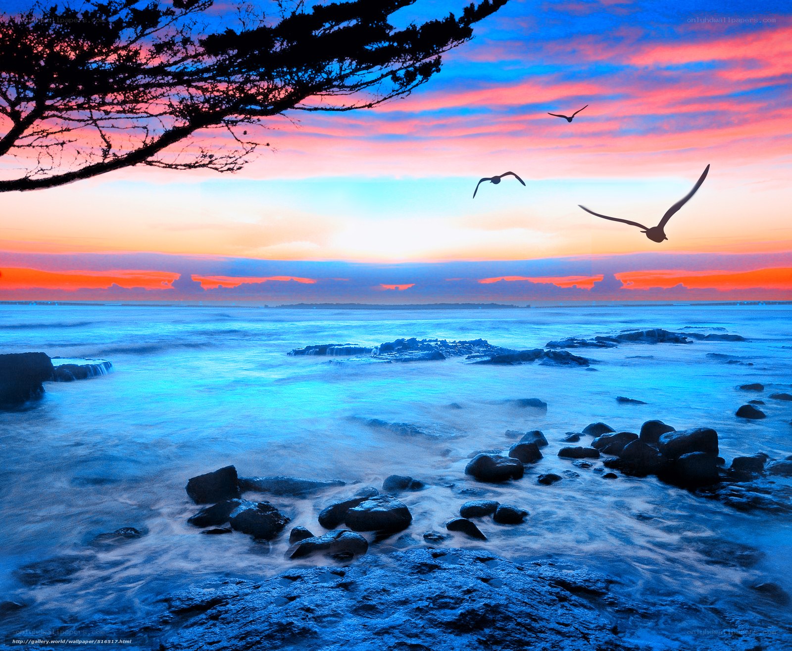 Seagulls at Sunset Over Rocks