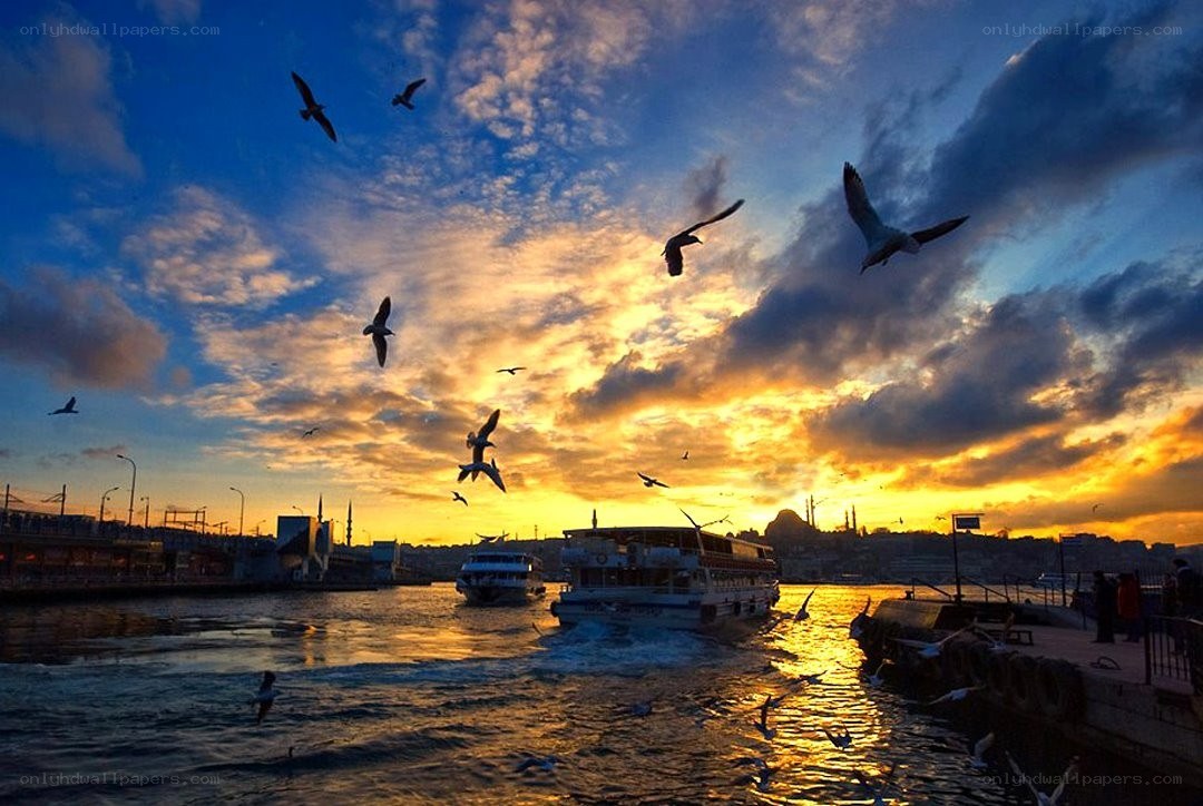Seagulls at sunset over the Bosphorus
