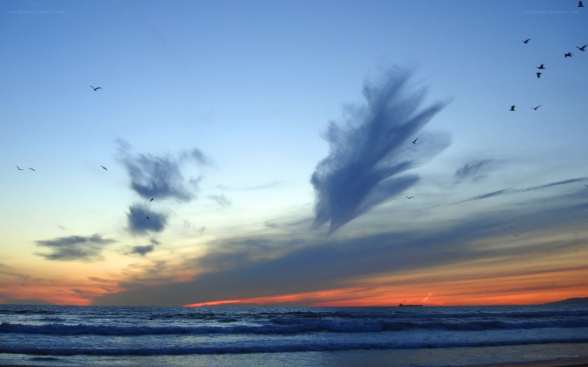 Seagulls at sunset over the ocean