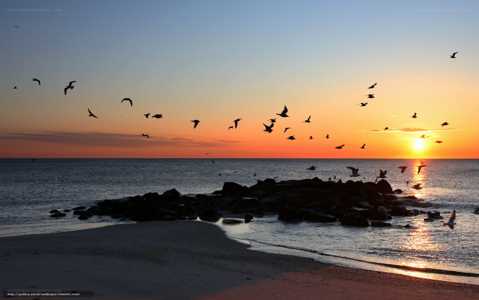 Seagulls at sunset over the sea
