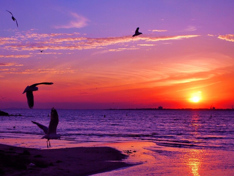 Seagulls at sunset over the sea