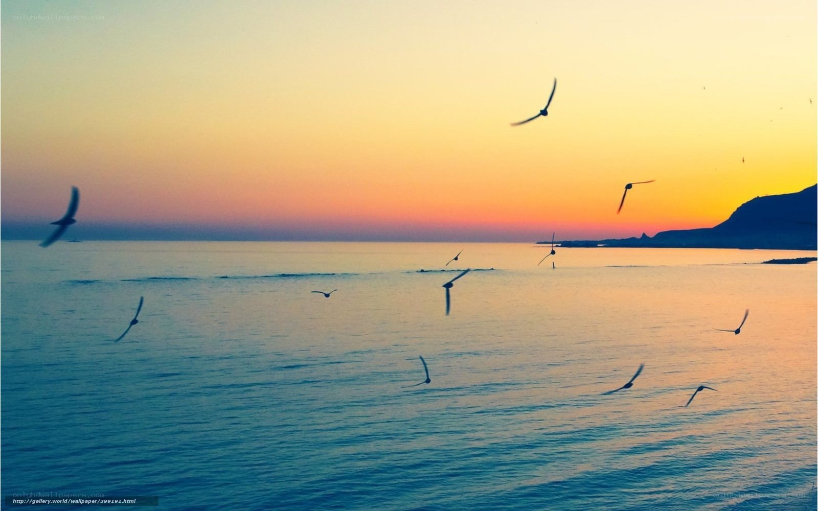 Seagulls at sunset over the sea