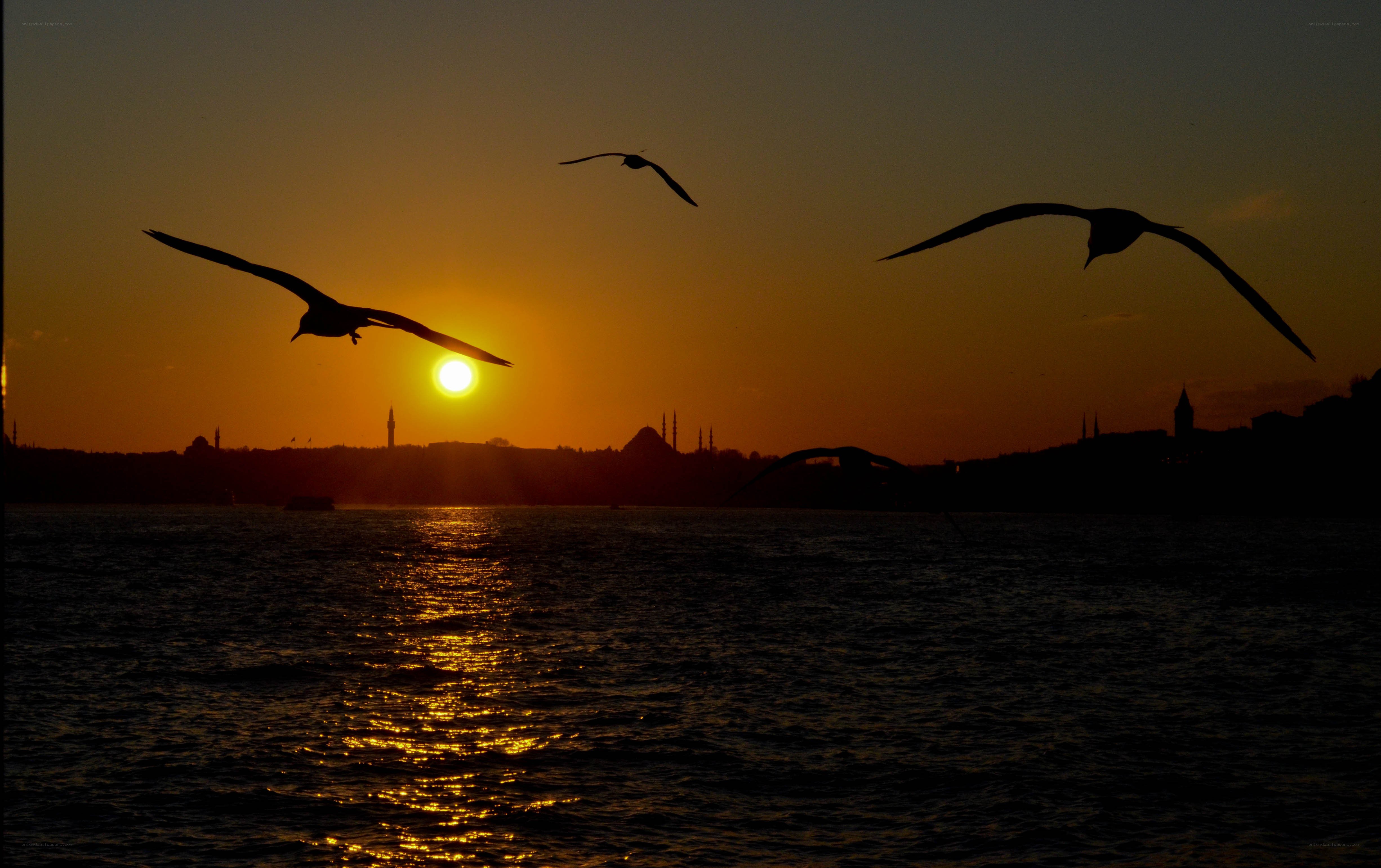 Seagulls at sunset over water