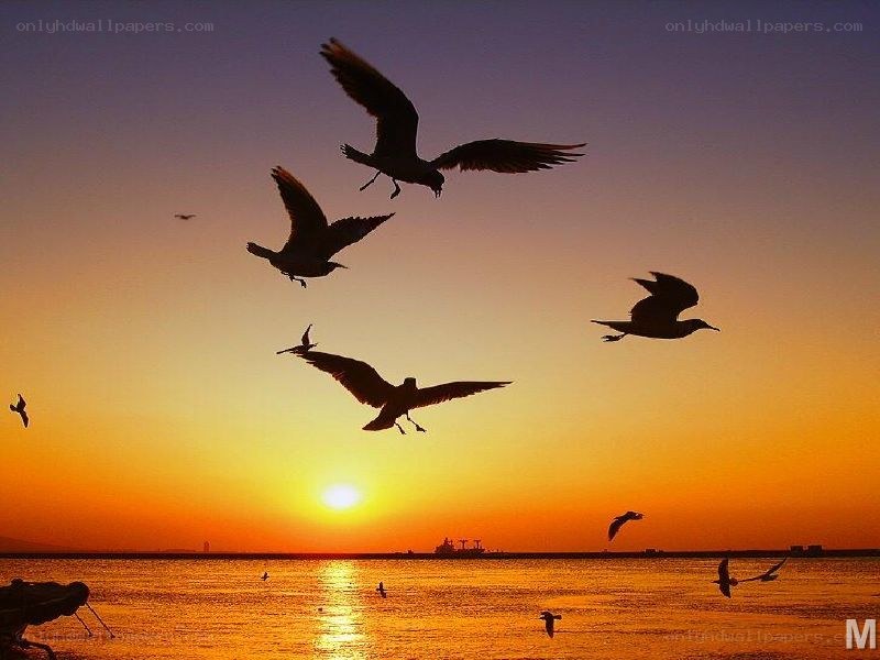 Seagulls at sunset over water