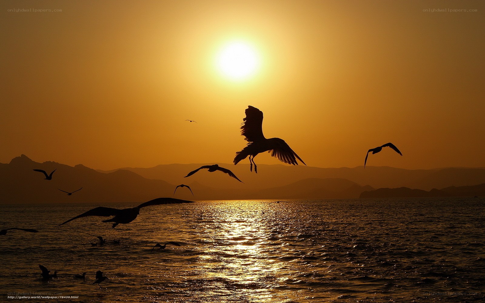 Seagulls at sunset over water