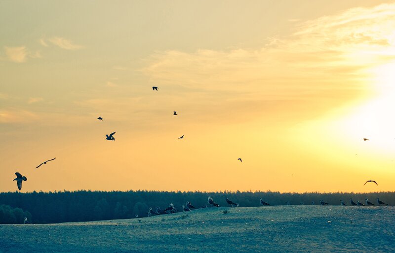 Seagulls at Sunset — Yellow, Serene
