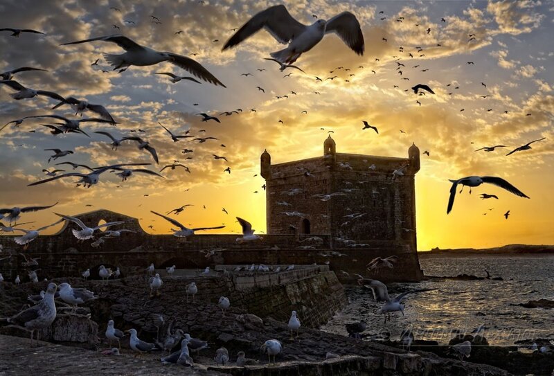 Seagulls at Sunset — Yellow