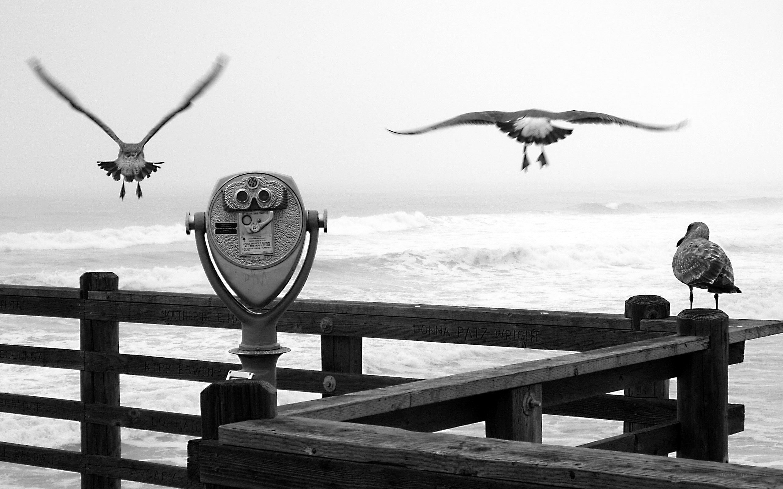 Seagulls at the Pier