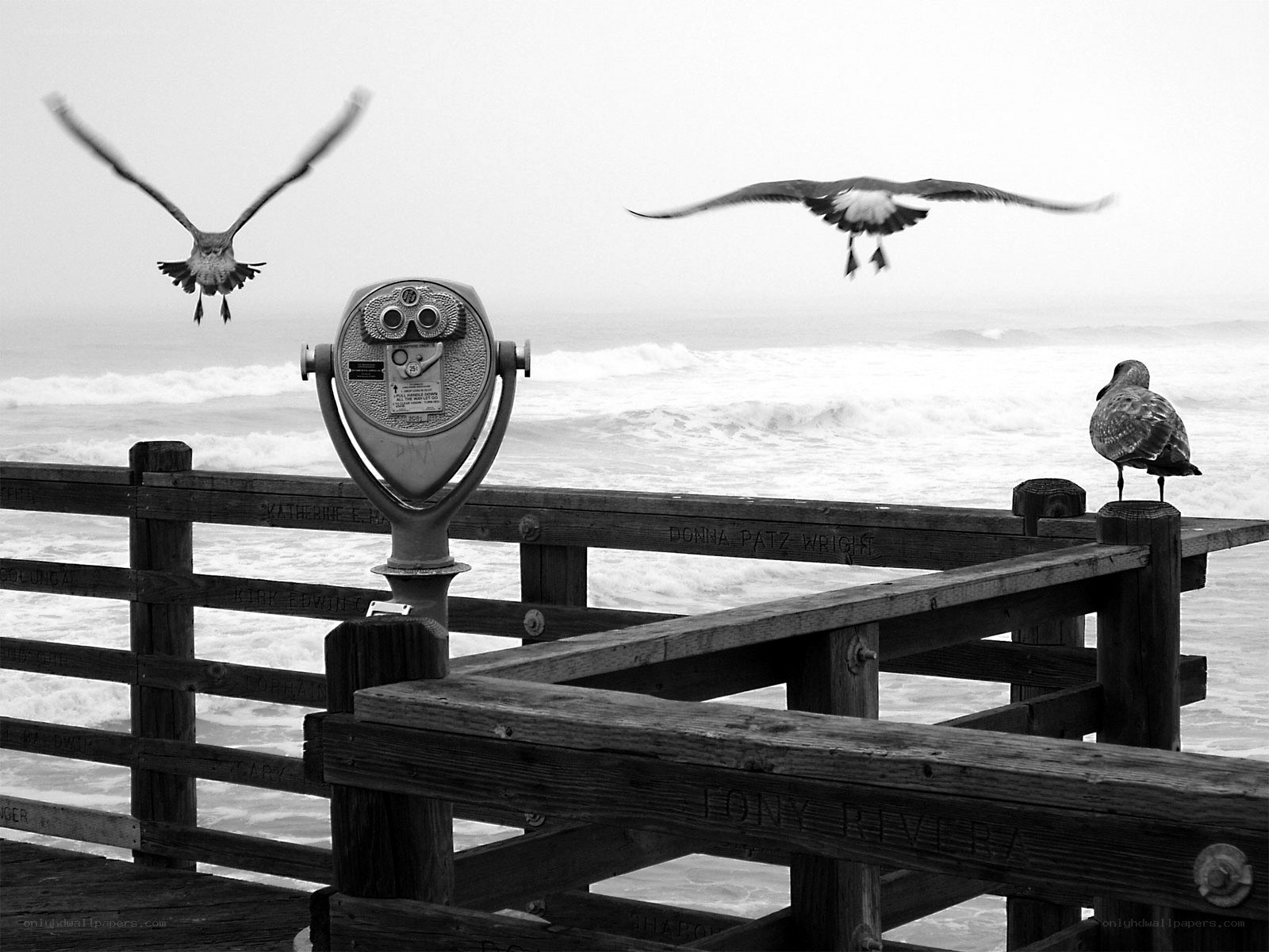Seagulls at the Pier