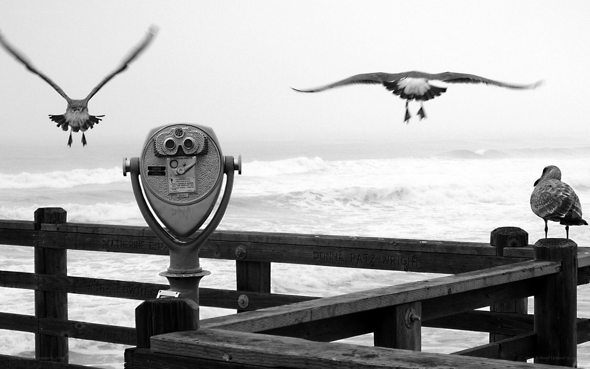Seagulls at the Pier