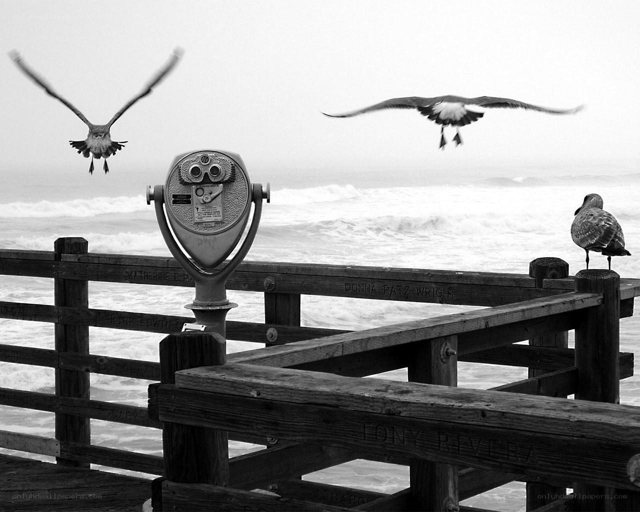 Seagulls at the Pier