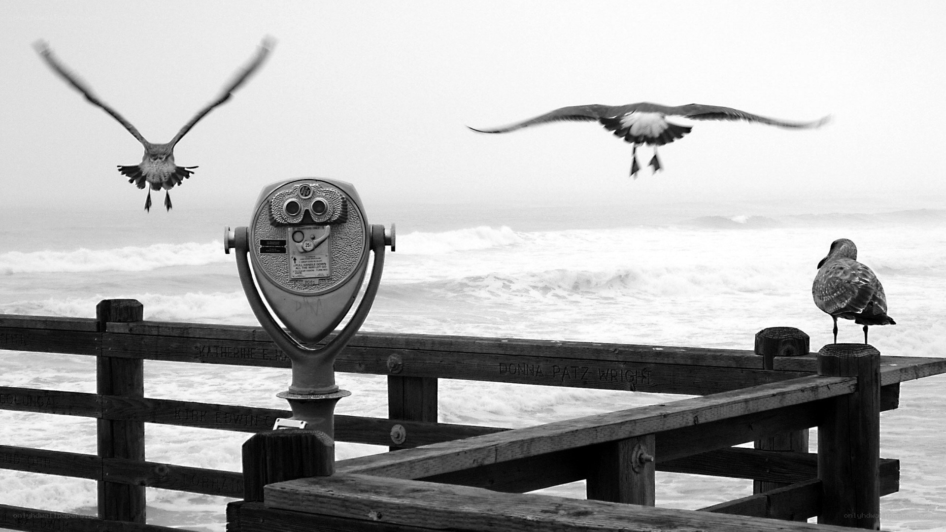 Seagulls at the Pier