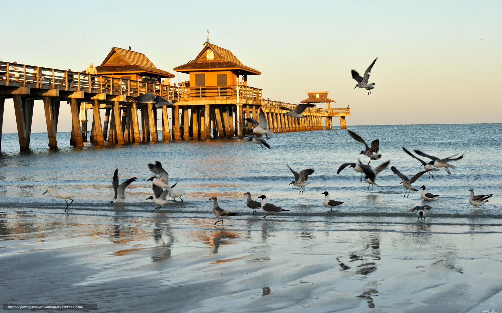 Seagulls at the Pier at Sunset