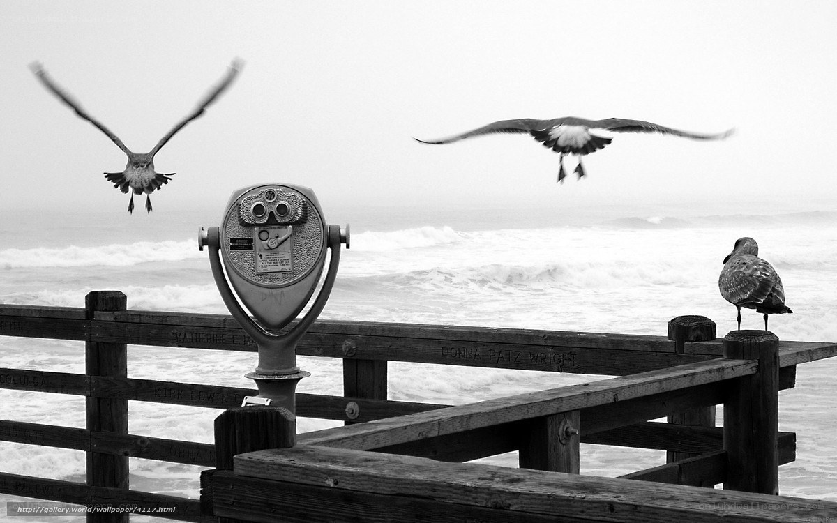 Seagulls at the Pier
