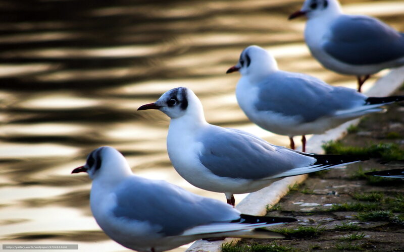 Seagulls by the water