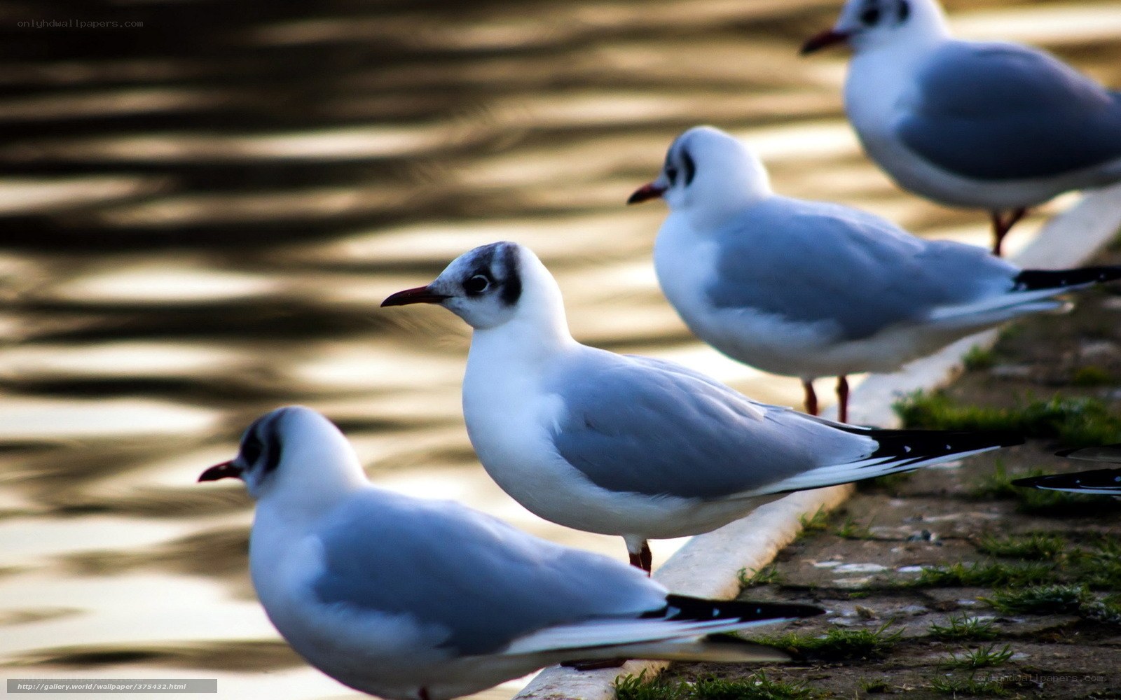 Seagulls by the water