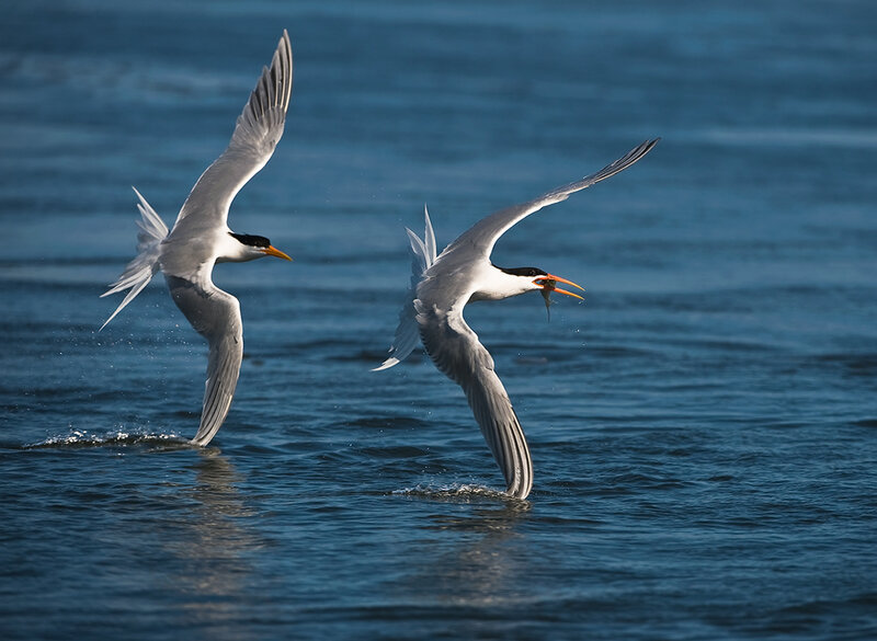 Seagulls catching fish