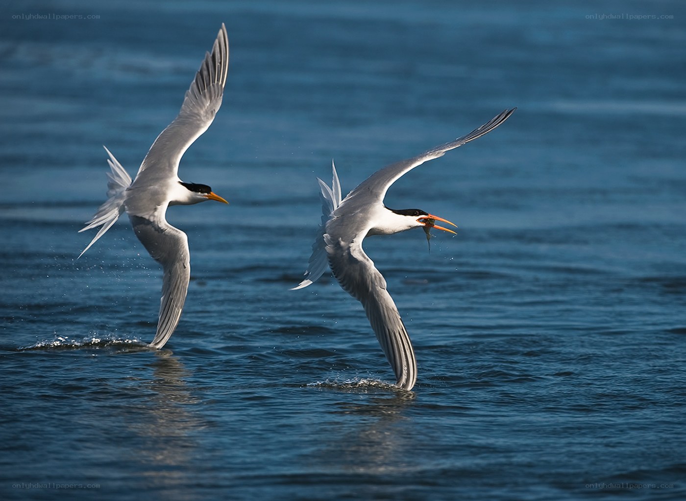 Seagulls catching fish
