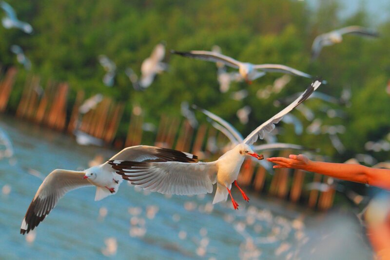 Seagulls feeding from hand