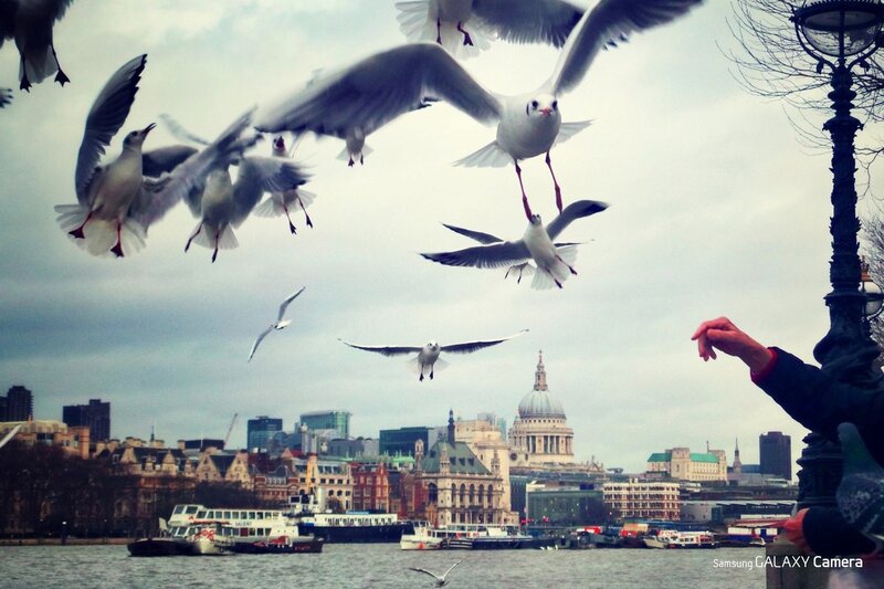 Seagulls feeding near London skyline