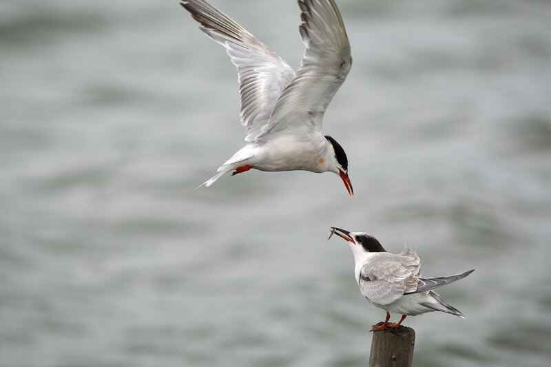 Seagulls feeding on a post