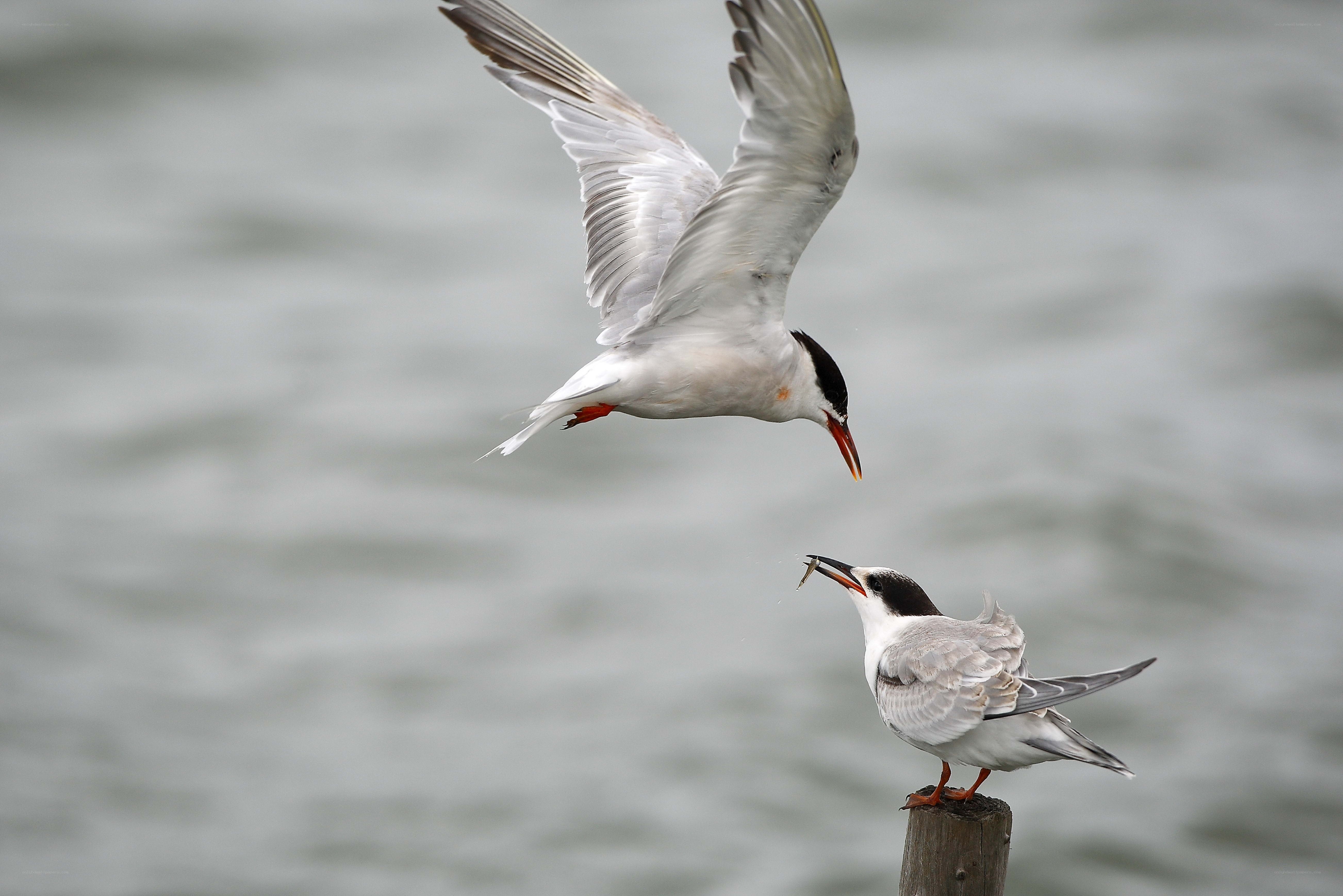 Seagulls feeding on a post