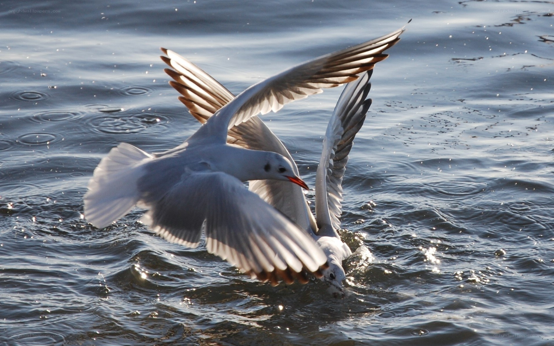 Seagulls feeding on water