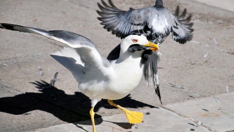 Seagulls Fighting