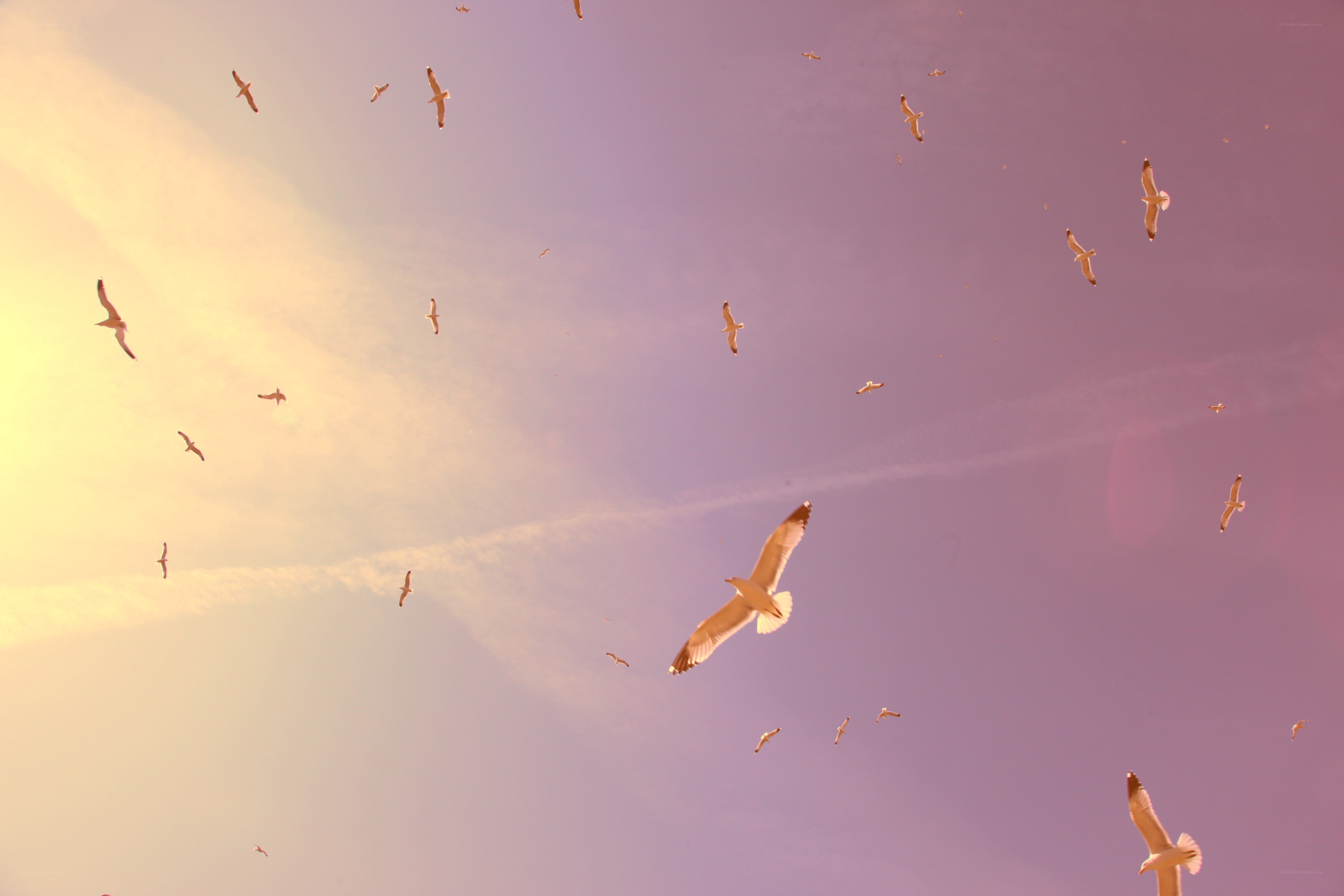 Seagulls flying at sunset