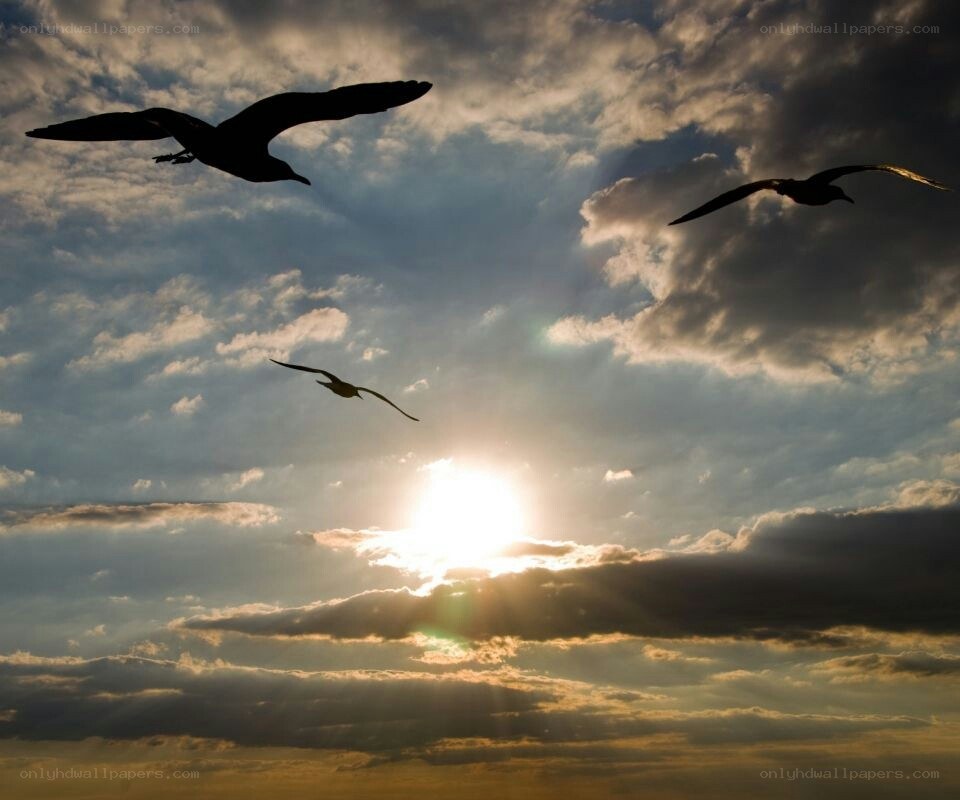 Seagulls flying at sunset