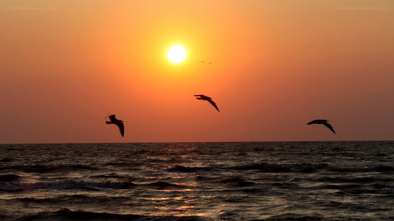 Seagulls flying at sunset
